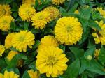 PARYAVARAAN Seeds - Zinnia Yellow Flower Seeds All Colours - Zinnia Yellow Color Flower Seeds - Zinnia Yellow Flower Seeds Hybrid - Zinnia Yellow Flower Seeds For Planting Live Seeds pack of 20 seeds