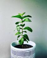 Cloud Farm Air Layered Hybrid Red Fleshed Variant Guava Amrud Amrood Healthy Plant CF[1001081]