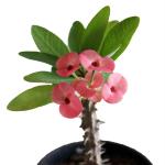 Indian Gardens Green Euphorbia Milli Pink