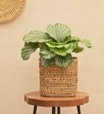 UGAOO Brown Palm Leaf Natural Planter, 20 X 20 Cm