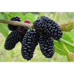 Cloud Farm Air Layered Healthy Shahtoot/Mulberry Long Variety Fruit Grafted Fresh and Healthy Plant A Must-Have for Gardeners,CF_T77