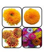 Afflorance Sunflower Double, Sunflower Miniature, Gaillardia Mixed and Zinnia Dahelia Flower Seeds