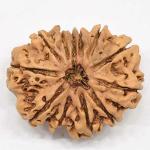 Feel Touch Mart 12 Muhki Pure & Rare Nepal Rudraksha for Men & Women with Certified by IGL Lab