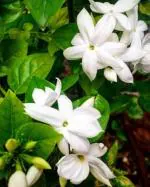 Cloud Farm Arabian Jasmine Double Petal Healthy Flower Plant CF[3939491]