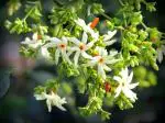 Dream mall Jasmine Live Mogra Flower Plant