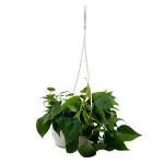 Hug A Plant Philodendron Oxycardium Green Plant With Hanging Pot