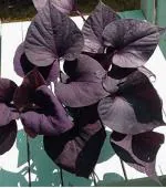 ADITYA GREEN PLANTS AGP Purple Sweet Potato Vine Ornamental Live Plant for Garden in Poly Bag