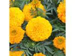 Odiplantz Big marigold (Color-Orange) Live Plant