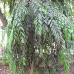 Kapebonavista Devdar Debadaru Putrajiva Hemapushpam Asopalav Unboi Ashok Glodogan Tiang Piller Tree Polyalthia Longifolia Annonaceae Living Plant