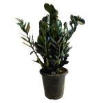 Hug A Plant Zamioculcas Raven / Black ZZ Plant (Big) (Zamioculcas zamiifolia) - Live Plant in 8inch Pot For Indoor (Home & Garden)