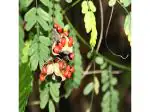 Odiplantz Rosary pea (Red) Live Plant