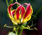 PARYAVARAAN Gloriosa Superba Summer Bulbs For Home Gardening pack of 20 bulbs