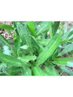 Odiplantz Wild coriander Live Plant