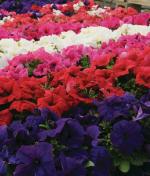 XOLDA Petunia Grandiflora Mix Seed (26 per packet)