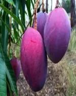 AZIZ GAZI NURSERY Mango Plant (Hybrid, Pack of 1)