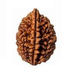 Feel Touch Mart 2 Mukhi Rudraksha (2) Nepal Rudraksha by Lab Certified