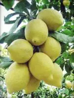 Cloud Farm Lemon Citrus Nimbu Nimbo Liove Plant. [CF_1008]