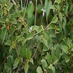 Kapebonavista Gymnema Sylvester Sapling Plant, Gudumari, Madhunashini, Nagapushpi