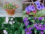 NooElec Seeds India 50+ SEEDS- Mix Lungwort Flower Seeds For Planting. (Pulmonaria officinalis) Grow Year Round.