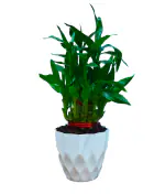 Nelesa Gardening Air Purifying Good Luck 2 Layer Lucky Bamboo Plant in White Round Plastic Pot
