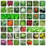 Only For Organic Vegetable Seeds With Instruction Manual (Pack of 45)
