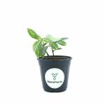 Yours Plants Tiger Plant (Sanchezia Nobilis) | Indoor Plant