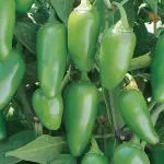 PLATONE Jalapeno Early Hot Pepper Seeds(Pack Of40 Seeds)