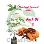 Cloud Farm Healthy Tamarind Thai Sweet Variety Imli Fruit Grafted Healthy Plant (1-1.5 Ft Size) Pack of 3 Healthy Plant SCF_14