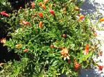 Plantzoin Pomegranate Anar Punica granatum Dalimba Live Plant