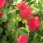 Ashokavanam Powder Puff Plant (Calliandra Red)