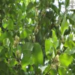 Kapebonavista Spanish cherry sapling plant maulsari mimusops elengi Bakuli Spanish cherry Kirakuli Manipuri Bokul lei Magizhamboo Ilann Bakul Omval Ranjal Barsoli Maulasari Lankaasaani Vakul