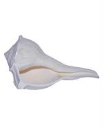 SK Craft White Dakshinavarti Shankh