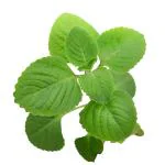 HN Organics Ajwain / Oregano Plant with Pot