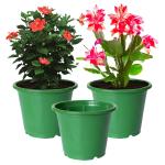 Kuber Industries Plastic Planters|Gamla|Flower Pots for Garden Nursery Home Décor,8