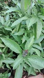 CooPany Sabja Seeds/Thai Basil/Kama Kasturi/Tukmaria Pack of 1 Healthy Live Plant with Safe and Secure Packing