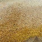 VM Mart Double Cleaned Foxtail Millet Thinai Kangni Bird Feed 1Kg + 100g Free