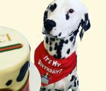 For The Fur Kids It's My Birthday Dog Bandana/Dog Birthday Dress (Multi-Coloured)