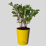 BAGICHO Shyam Tulsi/Basil Live Plant With Self Watering Pot, Pot Height: 4 inch Plant Height:15-20cm