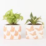 Ferns N Petals Combo Of Golden Money Plant And Milt Sansevieria Plant (Set Of 2)