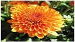 Platone Chrysanthemums/ Guldavari Plant Guldavari/Chrysanthemum Orange Flower Plant With Without Pot-