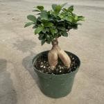 ONLINE PLANT BAZAR Chinese Banyan Tree(Pack Of-1)