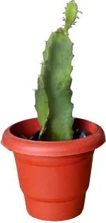 Zomoloco Dragon TreeDragen PlantSIDDHARTH DRAGON FRUIT LIVE PLAN, 5-6 INCH (1 PLANT)