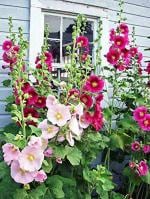 PARYAVARAAN Hollyhock Flower Seeds 80% Germination For Garden pack of 50 seeds