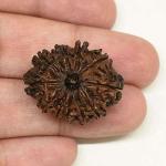 Feel Touch Mart 11 Mukhi Rudraksha Original Certiified Real Nepal Bead Blessed by Lord Shiva