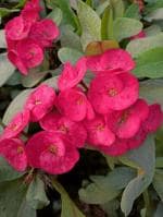 Online Plant Bazar Pink Euphorbia Mili Flower Live Plant