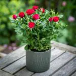Cloud Farm Real Healthy Dark Red Rose Healthy Plant Hybrid For Balcony, Terrace, Outdoor Gardening CF_2064