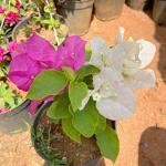 Indian Gardens Pink Bougainvillea Dwarf Hybrid Live Plant White Pot - 4 Inch