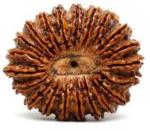 Feeltouchmart Brown Wood 21 Mukhi Nepal Rudraksha Beads Hgj00-1001-3000