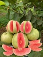 ONLINE PLANT BAZAR RED DIAMOND GUAVA PLANT(PACK OF-1)