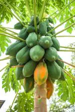 JIGNISHA SEEDS Red lady Taiwan 786 Papaya Fruit Seeds Pack Of 50
